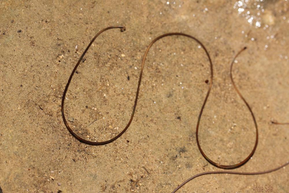  Paragordius 