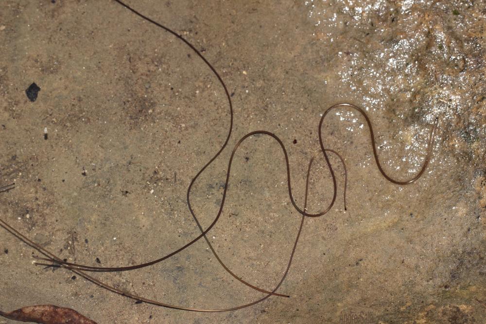 Paragordius