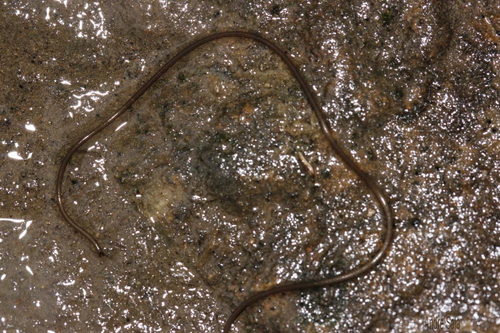  Paragordius 