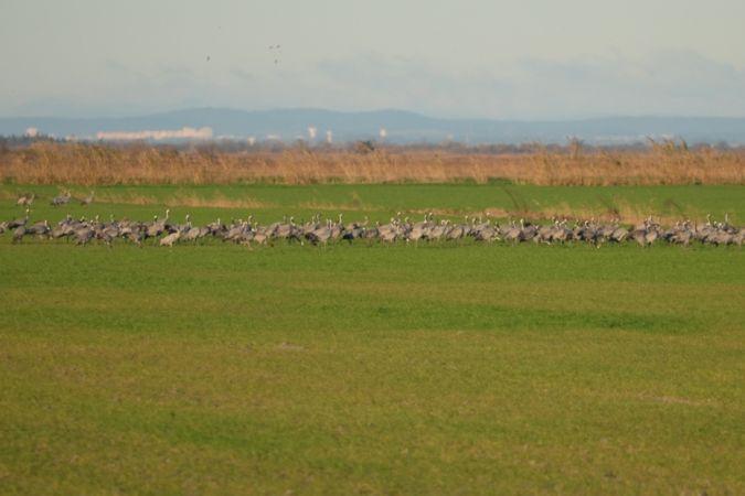 Grue cendrée Grus grus (Linnaeus, 1758)