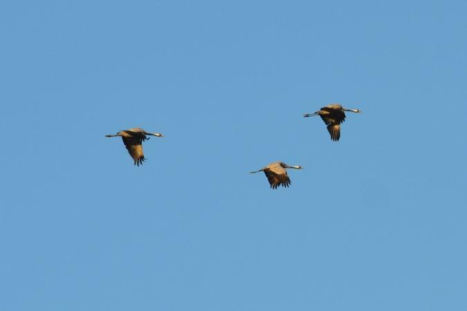 Grue cendrée Grus grus (Linnaeus, 1758)