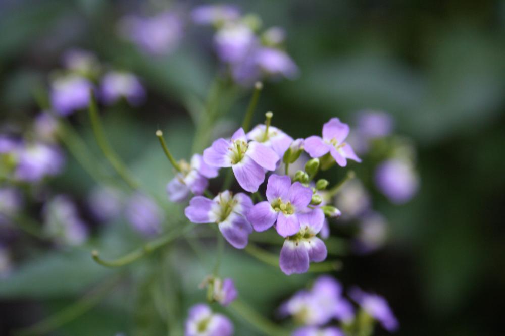 Arabette des Cévennes Arabidopsis cebennensis (DC.) O'Kane & Al-Shehbaz, 1997