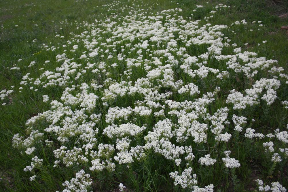 La Passerage drave , Pain-blanc Lepidium draba L., 1753