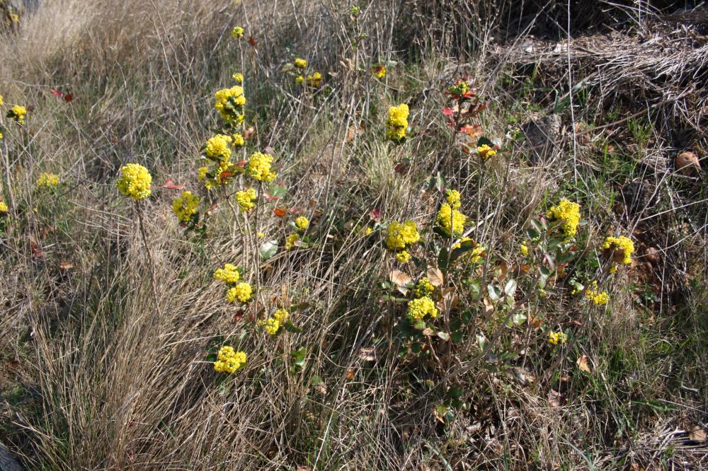 Faux Houx Berberis aquifolium Pursh, 1814