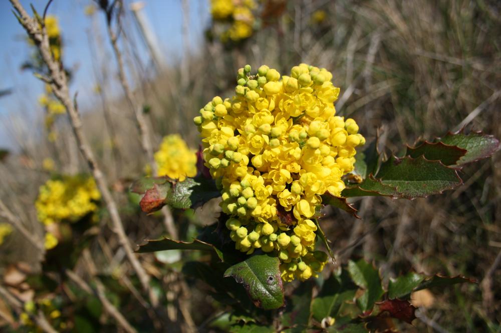 Faux Houx Berberis aquifolium Pursh, 1814