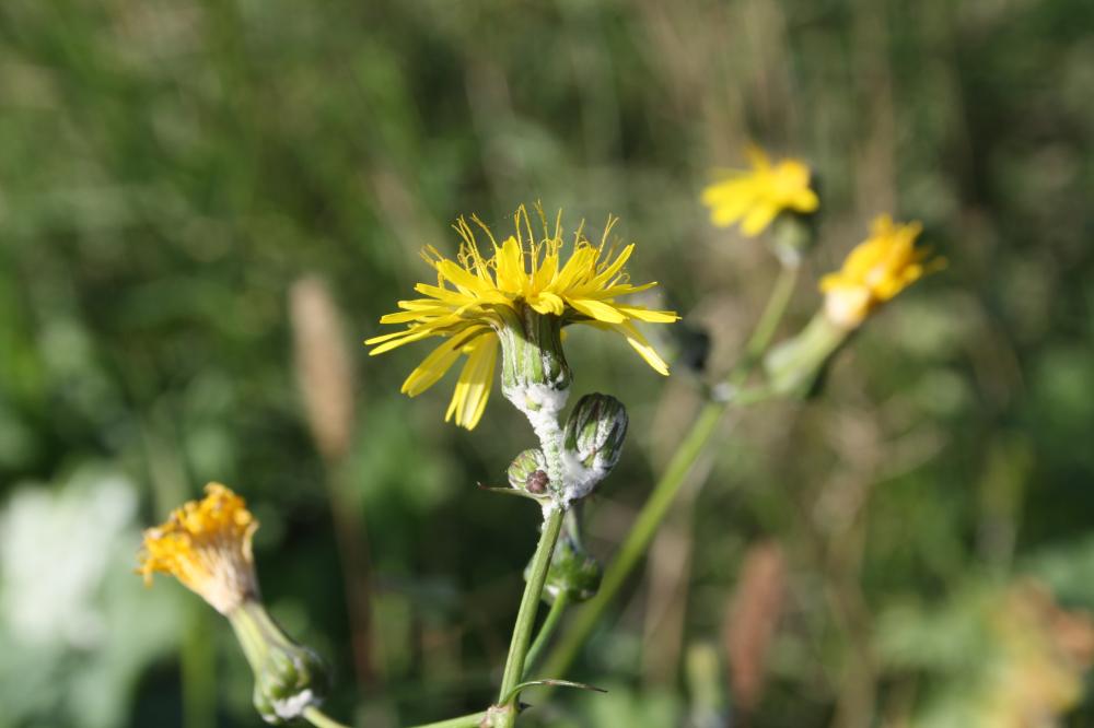 Laiteron délicat Sonchus tenerrimus L., 1753