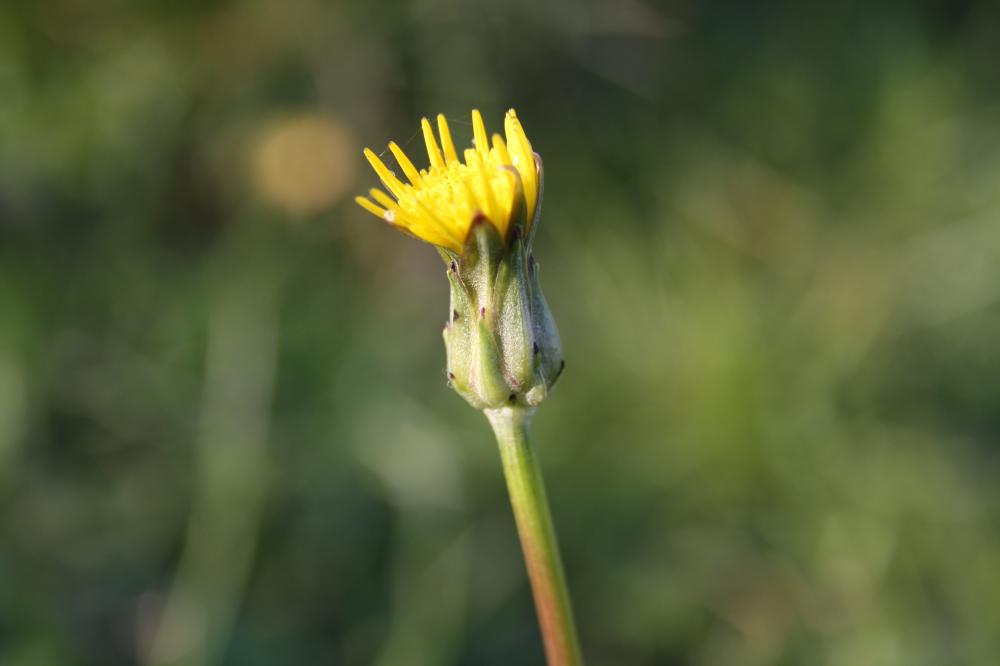 Scorzonère à feuilles de Chausse-trape Podospermum laciniatum (L.) DC., 1805