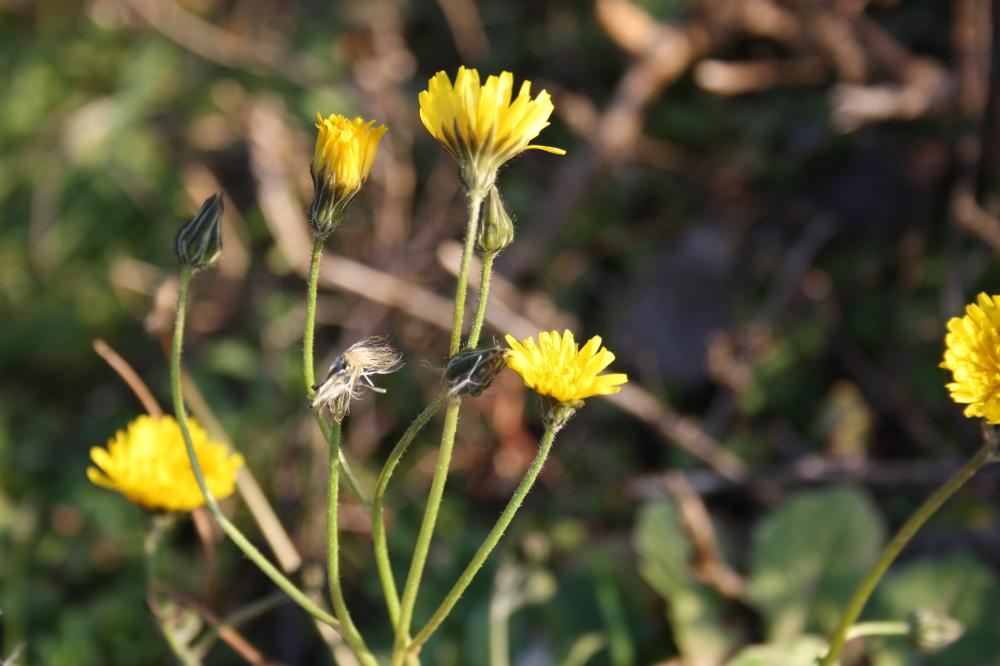 Crépide de Nîmes Crepis sancta (L.) Bornm., 1913