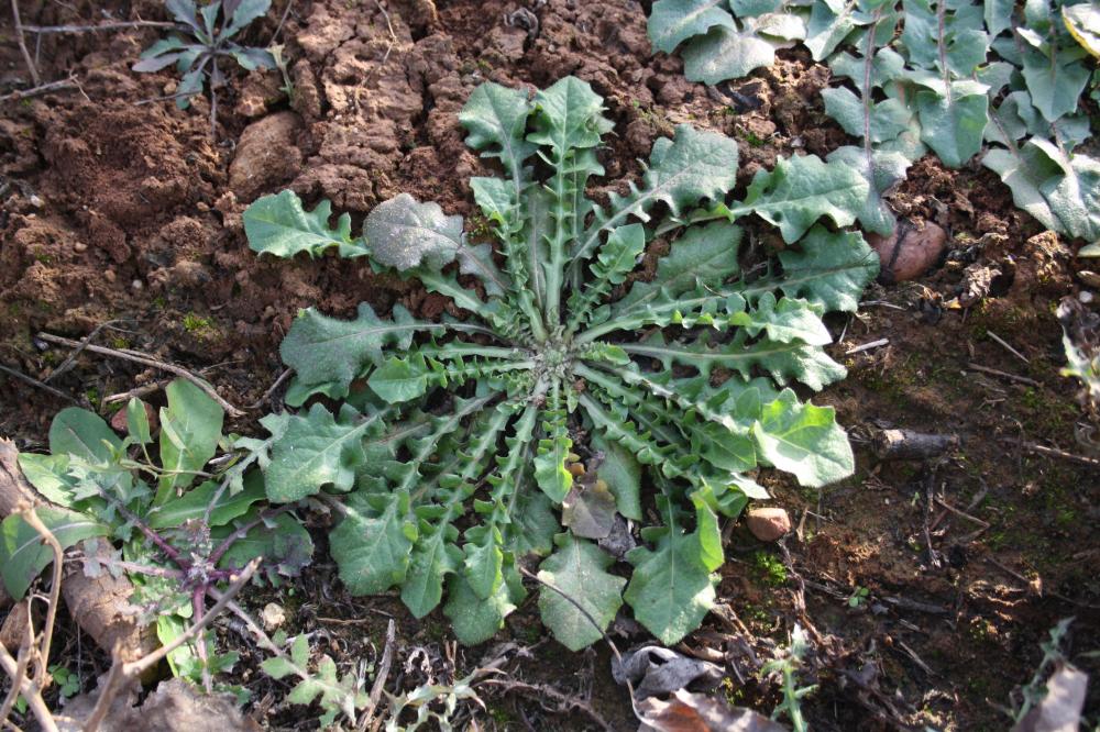 Crépide de Nîmes Crepis sancta (L.) Bornm., 1913