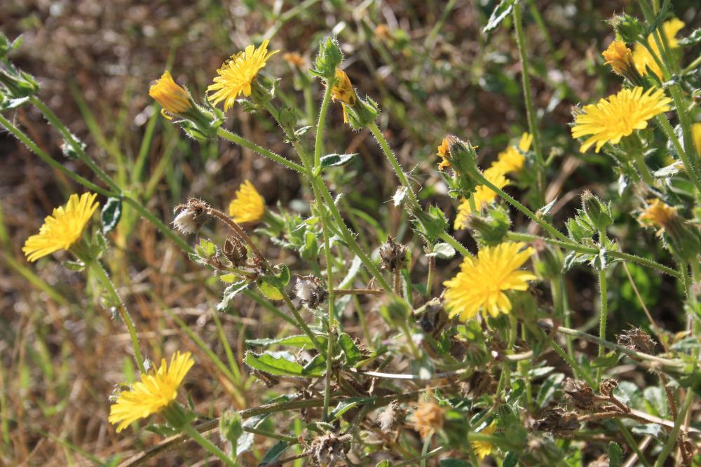 Picride fausse Vipérine Helminthotheca echioides (L.) Holub, 1973