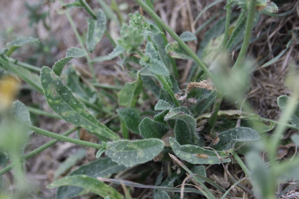 Picride fausse Vipérine Helminthotheca echioides (L.) Holub, 1973