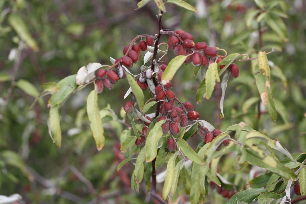Olivier de bohème, Arbre d'argent, Arbre de paradi Elaeagnus angustifolia L., 1753