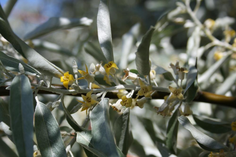 Olivier de bohème, Arbre d'argent, Arbre de paradi Elaeagnus angustifolia L., 1753