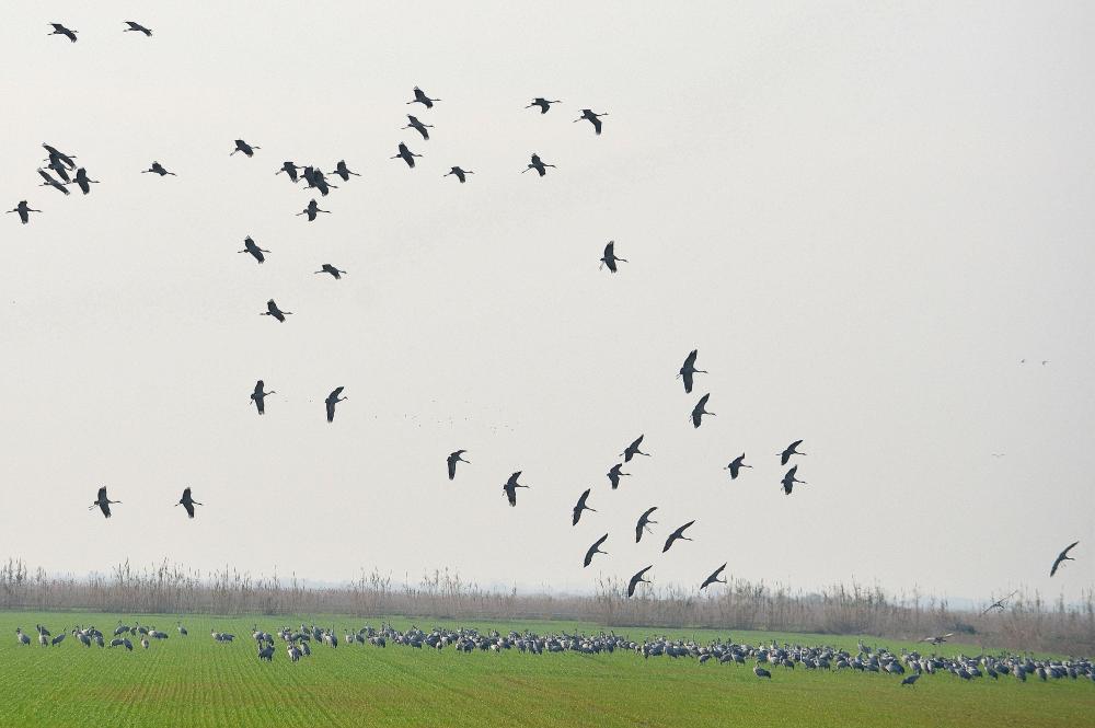 Grue cendrée Grus grus (Linnaeus, 1758)