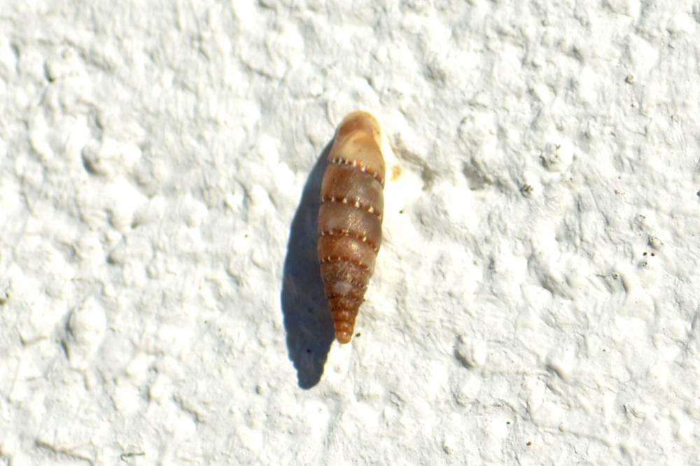 Clausilia Draparnaud, 1805
