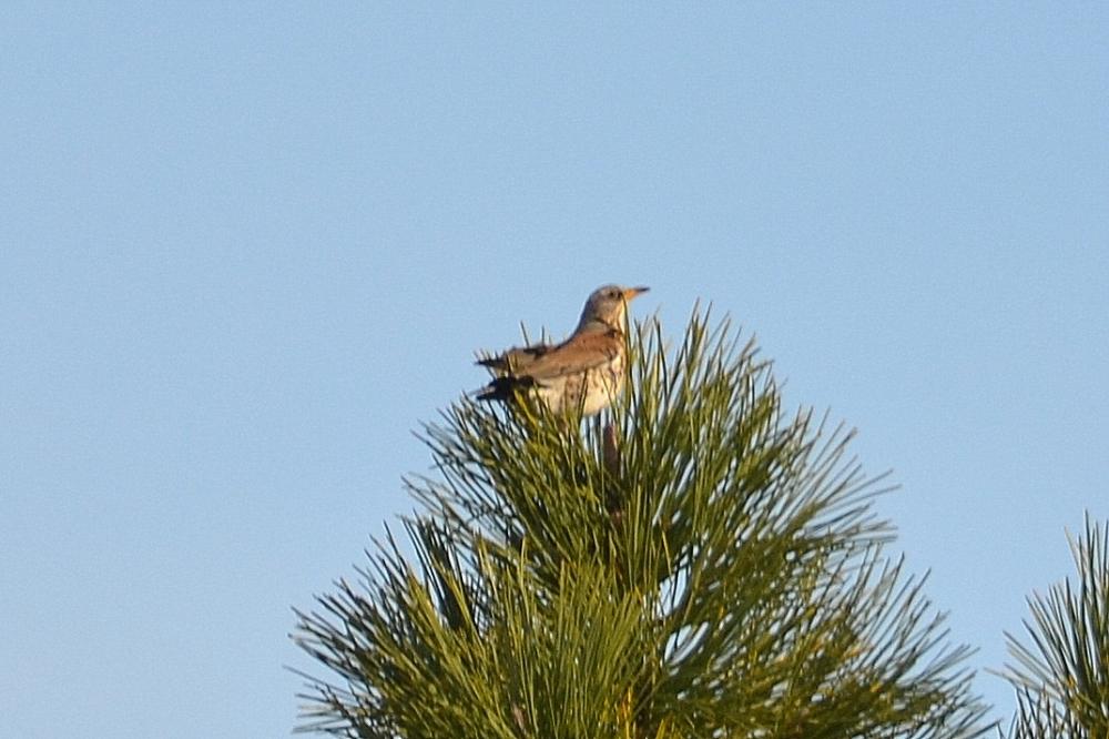 Grive litorne Turdus pilaris Linnaeus, 1758