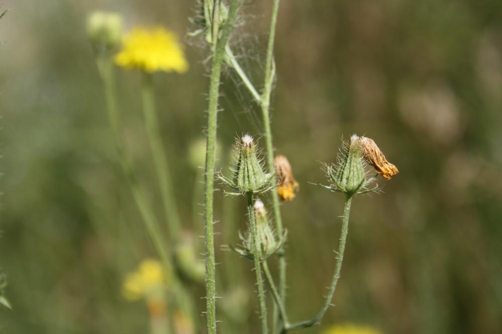 Crépide hérissée Crepis setosa Haller f., 1797
