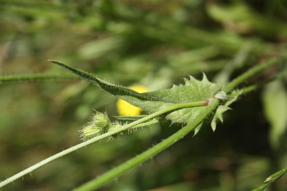 Crépide hérissée Crepis setosa Haller f., 1797