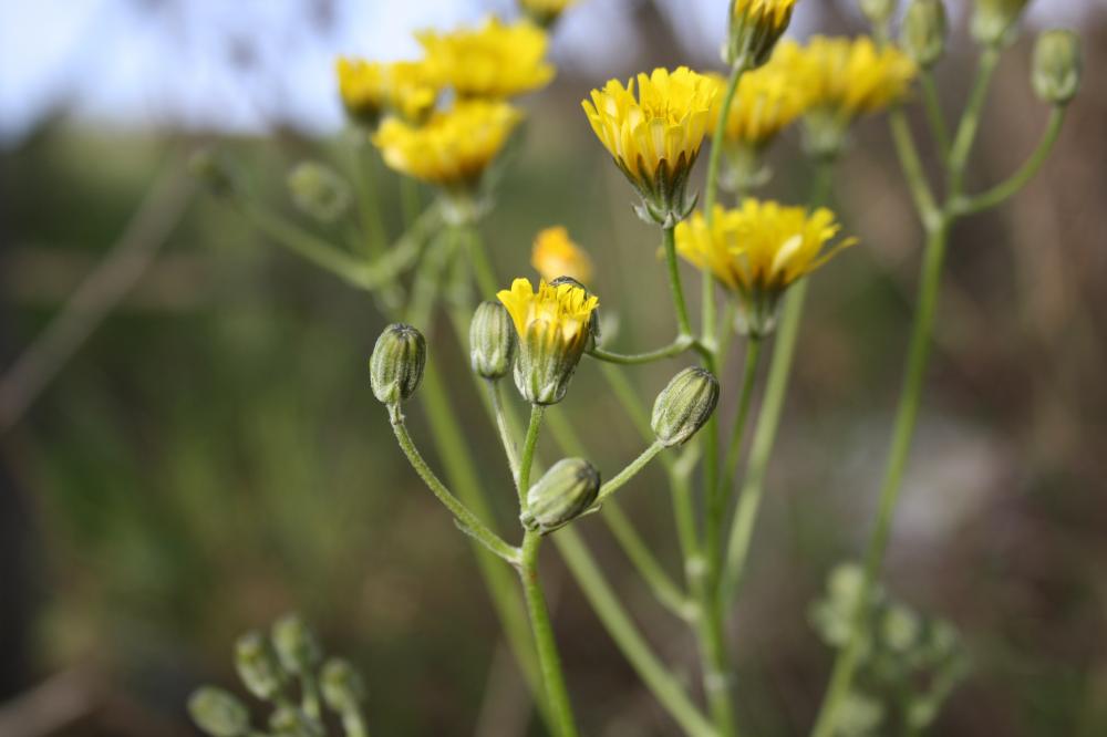 Crépide à feuilles de pissenlit, Barkhausie à feui Crepis vesicaria subsp. taraxacifolia (Thuill.) Thell. ex Schinz & R.Keller, 1914