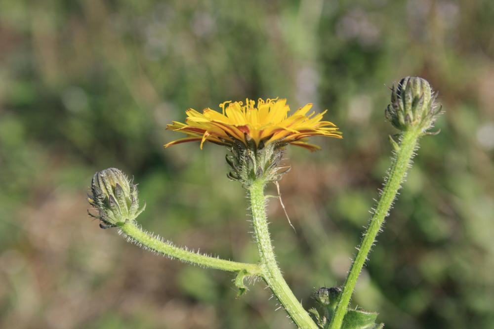 Picride éperviaire, Herbe aux vermisseaux Picris hieracioides L., 1753