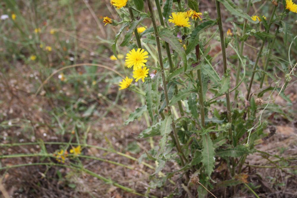 Picride éperviaire, Herbe aux vermisseaux Picris hieracioides L., 1753