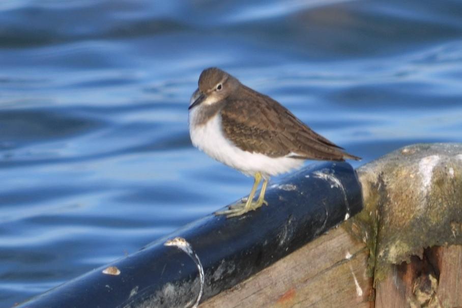 Chevalier guignette Actitis hypoleucos (Linnaeus, 1758)