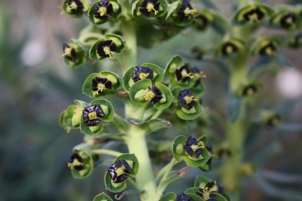 Euphorbe des vallons Euphorbia characias L., 1753
