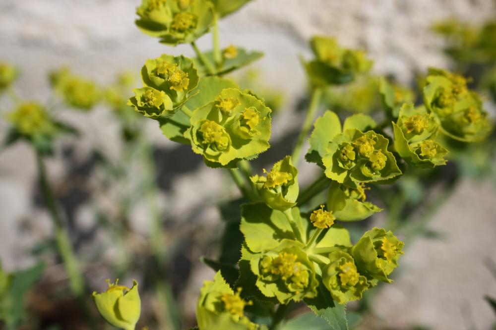 Euphorbe dentée Euphorbia serrata L., 1753