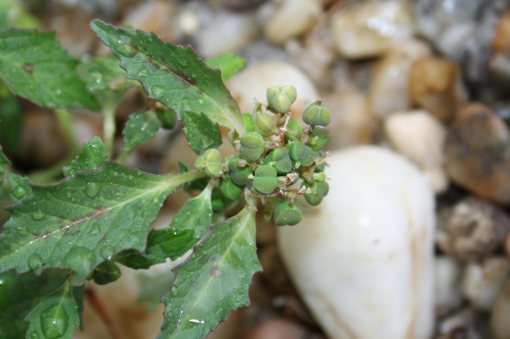  Euphorbia dentata Michx., 1803