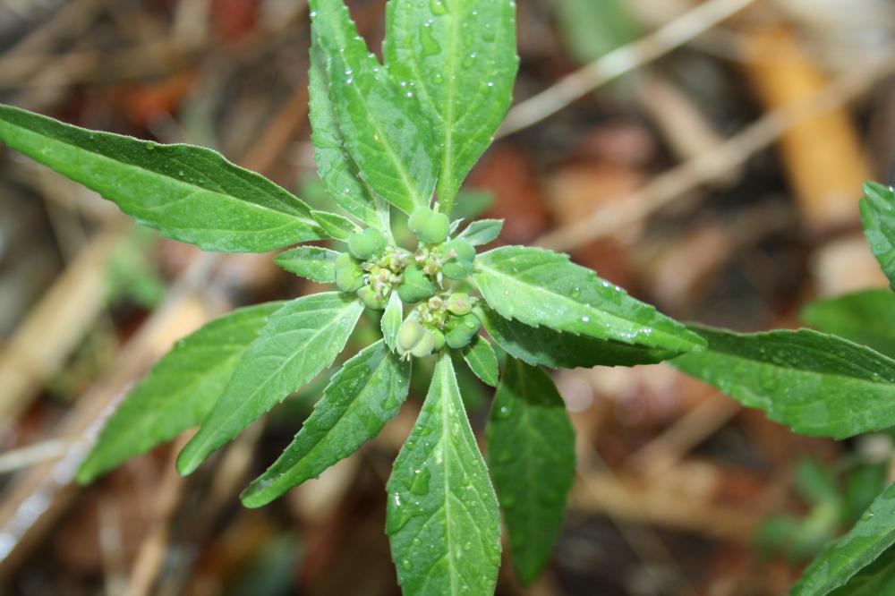 Euphorbia dentata Michx., 1803
