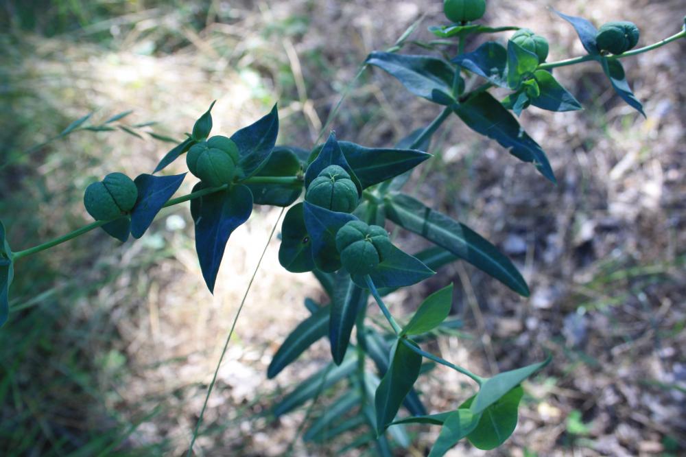 Euphorbe épurge, Euphorbe des jardins Euphorbia lathyris L., 1753