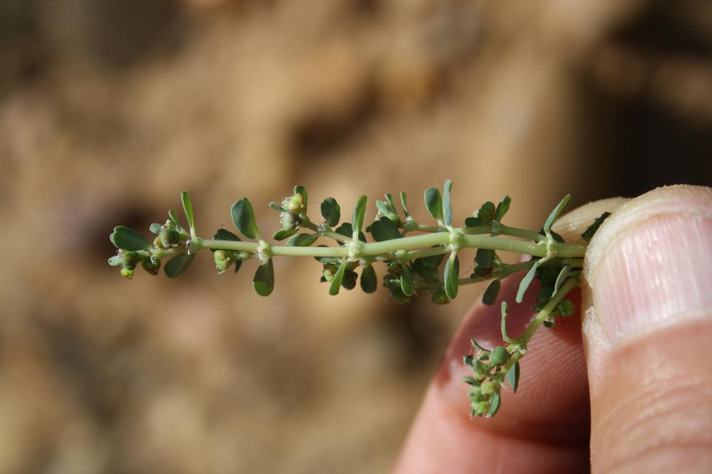 Euphorbe rampante Euphorbia serpens Kunth, 1817