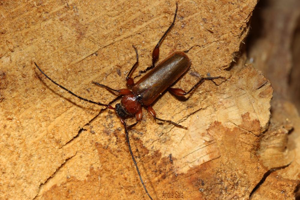 Phymatodes testaceus (Linnaeus, 1758)