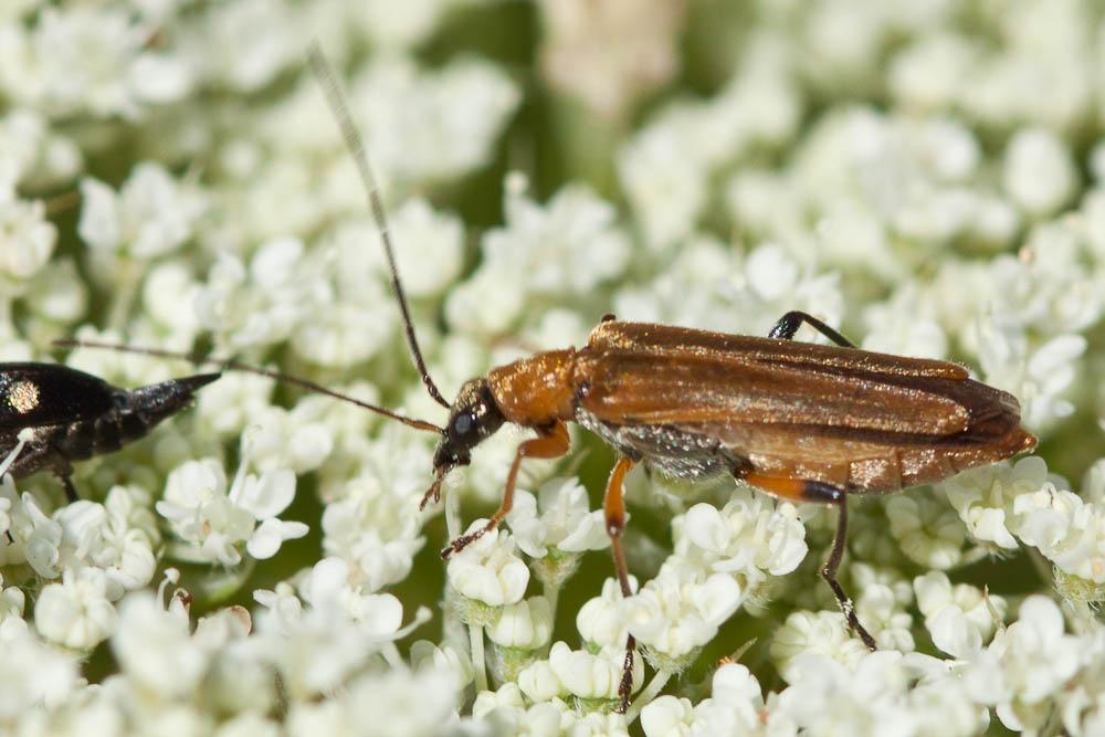 Oedemère ochracée Oedemera podagrariae (Linnaeus, 1767)
