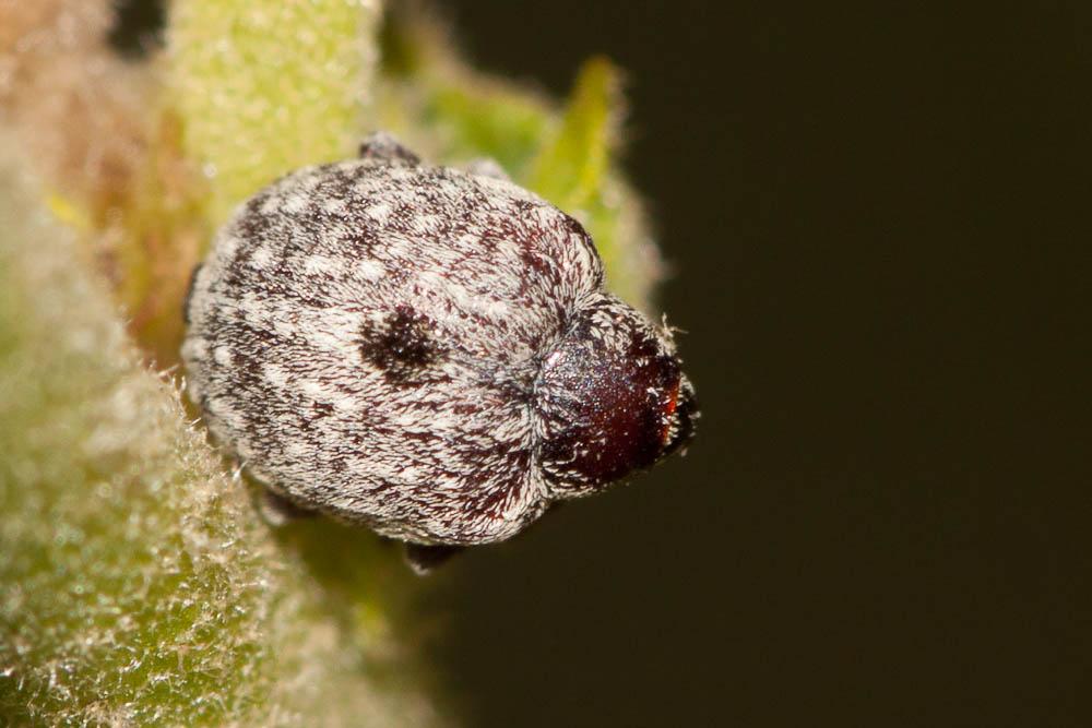 Charançon gris de la scrophulaire Cionus hortulanus (Geoffroy, 1785)