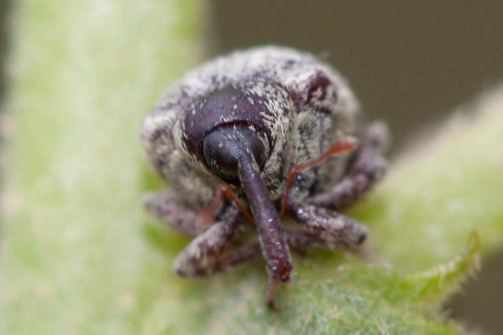 Charançon gris de la scrophulaire Cionus hortulanus (Geoffroy, 1785)