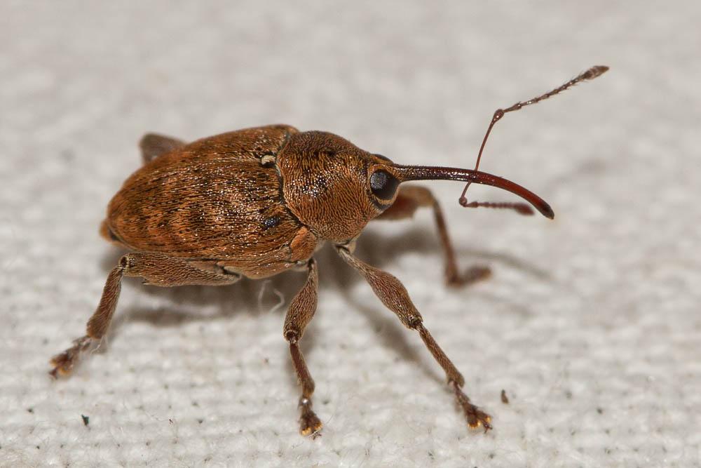  Curculio glandium Marsham, 1802
