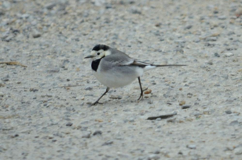 Bergeronnette grise Motacilla alba Linnaeus, 1758