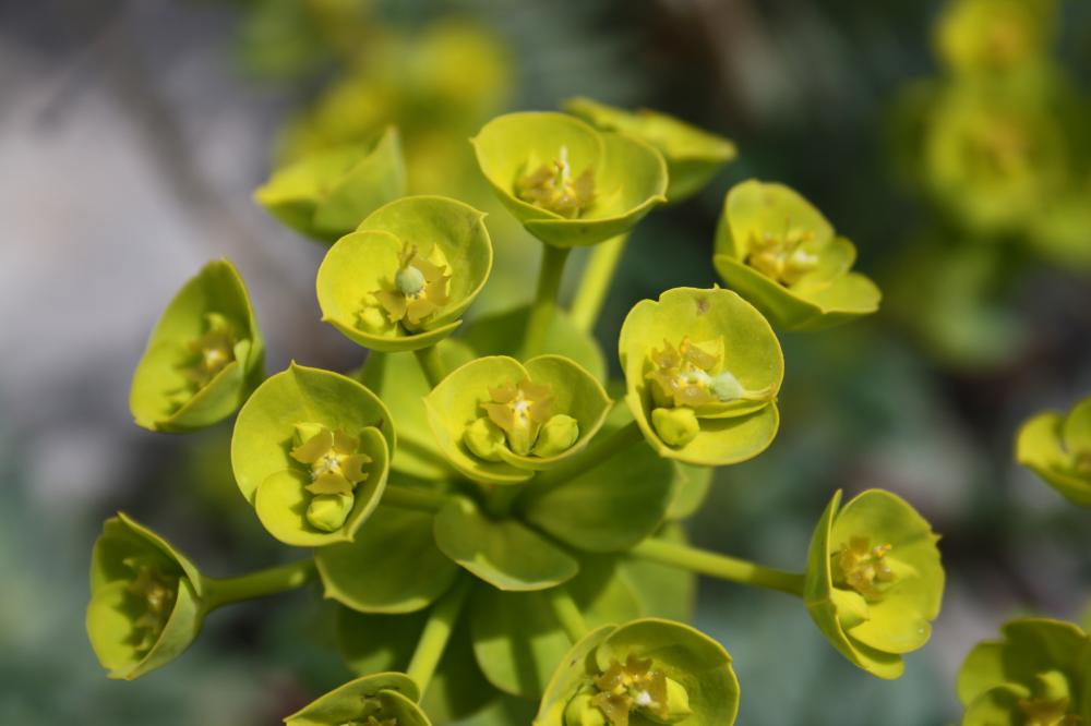 Euphorbe de Nice Euphorbia nicaeensis All., 1785