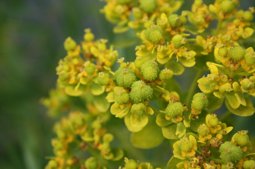 Euphorbe des marais Euphorbia palustris L., 1753