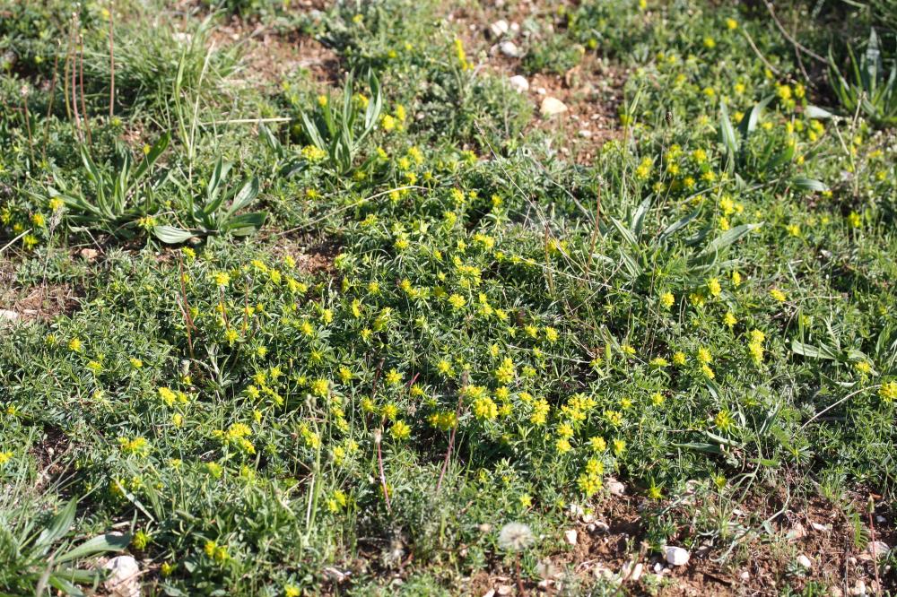 Euphorbe verruqueuse Euphorbia flavicoma subsp. verrucosa (Fiori) Pignatti, 1973