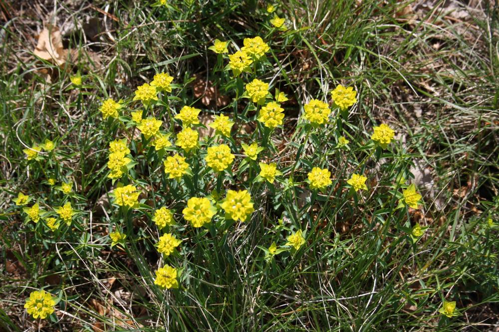 Euphorbe verruqueuse Euphorbia flavicoma subsp. verrucosa (Fiori) Pignatti, 1973