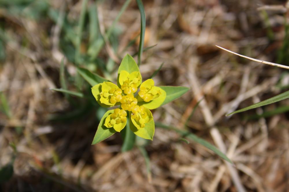 Euphorbe verruqueuse Euphorbia flavicoma subsp. verrucosa (Fiori) Pignatti, 1973