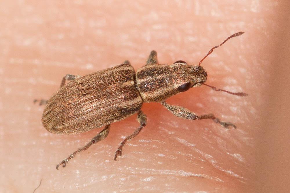 Sitone du pois Sitona lineatus (Linnaeus, 1758)