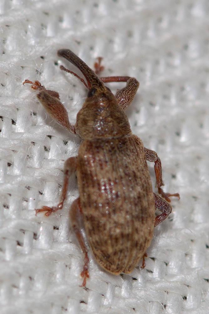  Dorytomus Germar, 1817