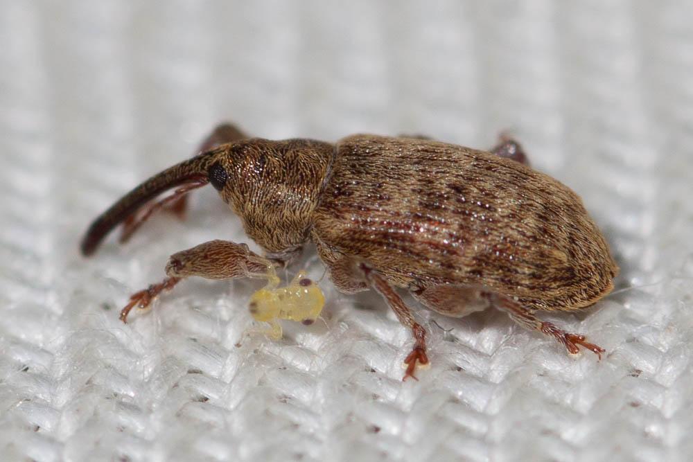  Dorytomus Germar, 1817