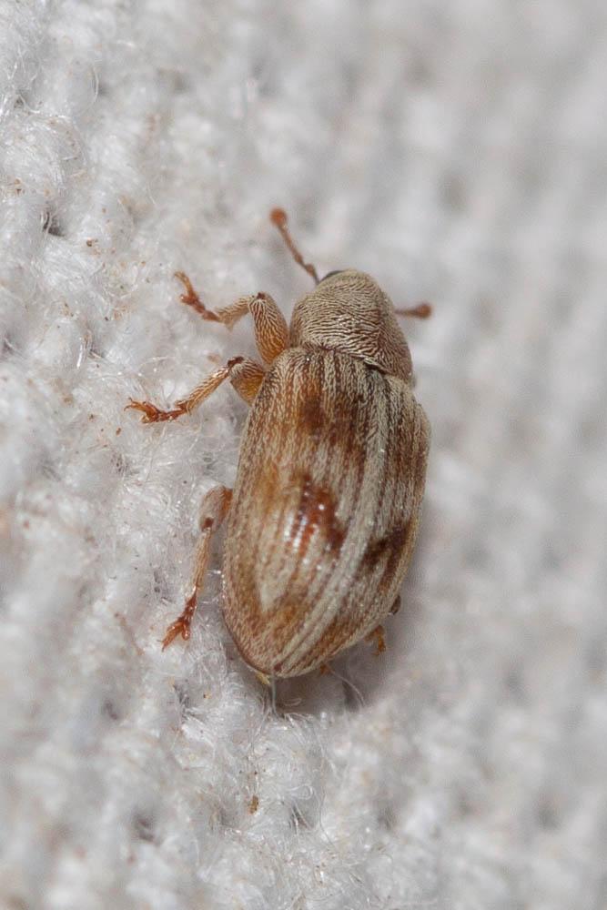  Ellescus infirmus (Herbst, 1795)