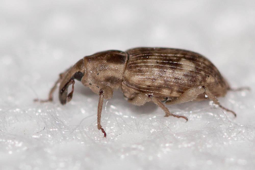 Bagous argillaceus Gyllenhal, 1836