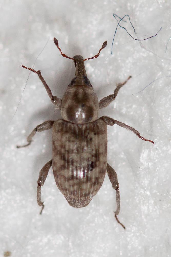 Bagous argillaceus Gyllenhal, 1836
