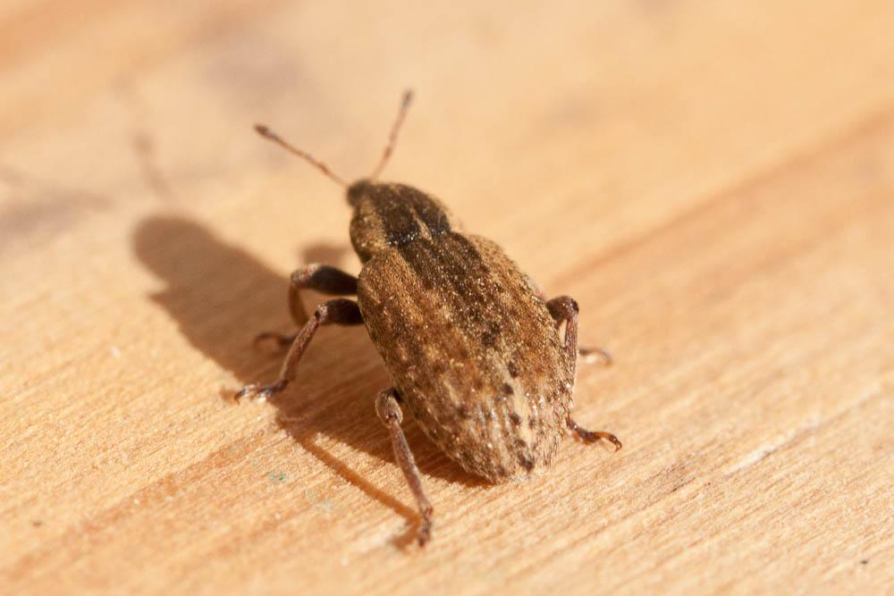 Hypera postica (Gyllenhal, 1813)